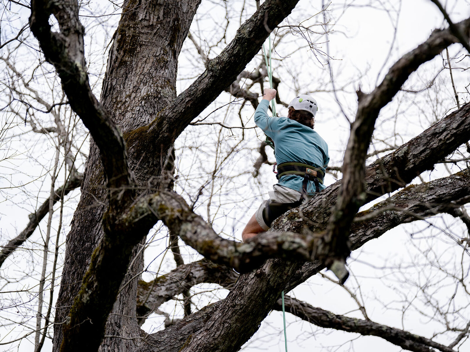 a person climbing a tree