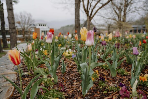 tulips in the rain