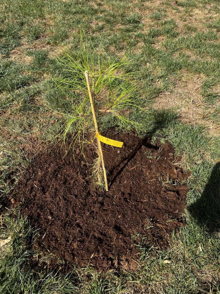 YHC plants “Moon Tree” on campus - Young Harris College YHC plants “Moon Tree” on campus - Young Harris College