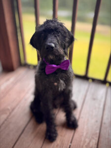 Harris, therapy dog